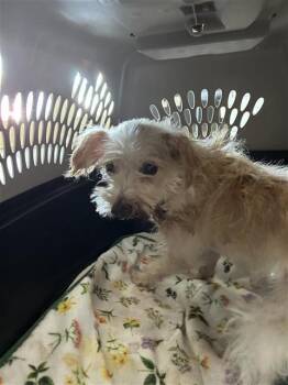 NACHO -  Terrier Dog for Adoption in San Antonio, Texas - NACHO | PetCurious