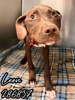 Rescue Labrador Retriever and Mixed Breed Dogs for Adoption in Macon, Georgia - LEON | PetCurious