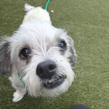 Rocco -  Mixed Breed Dog for Adoption in Tunkhannock, Pennsylvania - Rocco | PetCurious