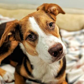 Riley 2 -  Beagle Dog for Adoption in Eustis, Florida - Riley 2 | PetCurious