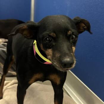 Reba -  Mixed Breed Dog for Adoption in Murray, Utah - Reba | PetCurious