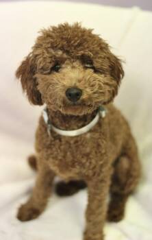 Ruby in NH. Come Meet our Adoptable Dogs Wednesday-Saturday. Mor -  Poodle Dog for Adoption in Manchester, New Hampshire - Ruby In NH. Come Meet Our Adoptable Dogs Wednesday-Saturday. Mor | PetCurious