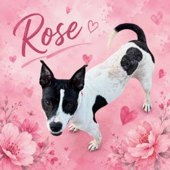 Rose -  American Staffordshire Terrier Dog for Adoption in Mooresville, Indiana - Rose | PetCurious