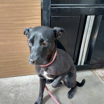 26-075 -  Black Labrador Retriever Dog for Adoption in Carrollton, Ohio - 26-075 | PetCurious