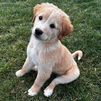 Labrador Retriever and Great Pyrenees Dogs Available for Adoption in Jackson, Missouri - Beast | PetCurious
