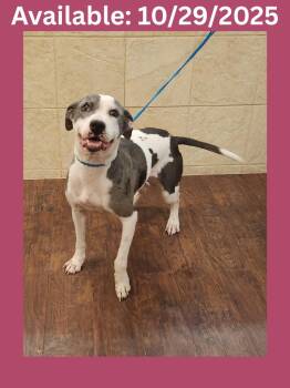 Rescue Pit Bull Terrier and Mixed Breed Dogs for Adoption in Greenville, Texas - Dog Kennel #18 Babygirl | PetCurious