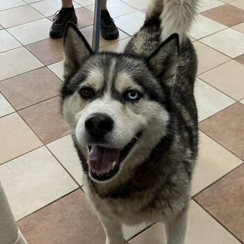 Husky Dogs Available for Adoption - Louie | PetCurious