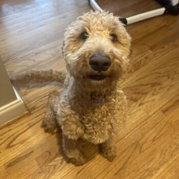 Golden Retriever and Poodle Dogs Available for Adoption - Penny | PetCurious