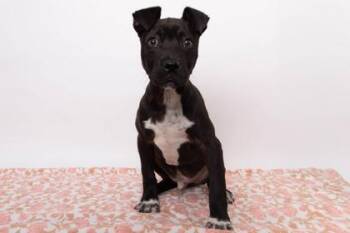 Retriever and Mixed Breed Dogs Available for Adoption - Luther | PetCurious