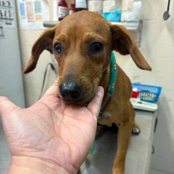 Rozario -  Terrier Dog for Adoption in Birmingham, Alabama - Rozario | PetCurious