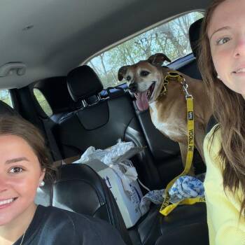 Labrador Retriever Dogs Available for Adoption in Norman, Oklahoma - Chloe | PetCurious