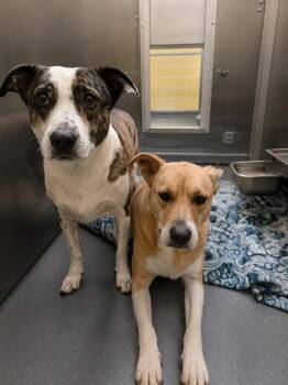 Buttons - with sister Patches -  Labrador Retriever Dog for Adoption in Horn Lake, Mississippi - Buttons - With Sister Patches | PetCurious