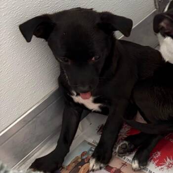 Chihuahua and Mixed Breed Dogs Available for Adoption in Greensboro, Georgia - Mochi | PetCurious