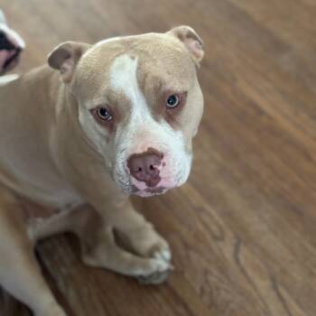 Rescue American Bulldog Dogs for Adoption in South Elgin, Illinois - Lady - Home To Home | PetCurious