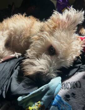 Poodle and Pit Bull Terrier Dogs Available for Adoption in Ventura, California - Kurriboh | PetCurious