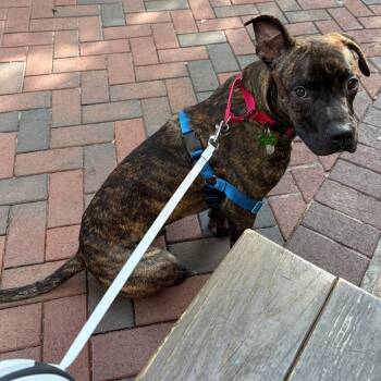 Cashew -  Boxer and Mixed Breed Dog for Adoption in Durham, North Carolina - Cashew | PetCurious