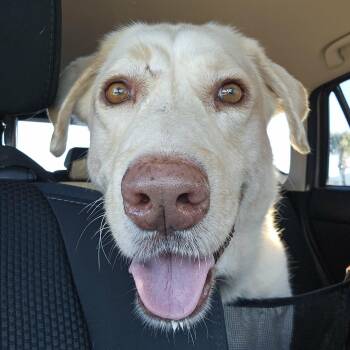 Labrador Retriever and Great Pyrenees Dogs Available for Adoption in Corpus Christi, Texas - Bruno Mars - A Gentle Giant | PetCurious