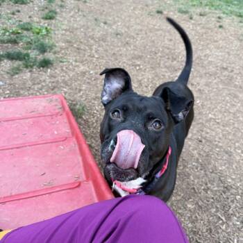 Handsome Britches -  American Staffordshire Terrier and Mixed Breed Dog for Adoption in Lynchburg, Virginia - Handsome Britches | PetCurious