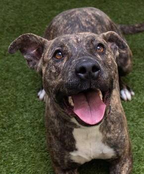 Terrier Dogs Available for Adoption in Encinitas, California - Puffle | PetCurious