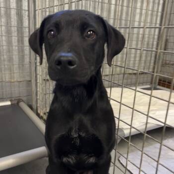 Rescue Mixed Breed Dogs for Adoption in Moab, Utah - Pop | PetCurious