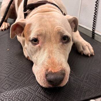Fawn -  Shar Pei and Mixed Breed Dog for Adoption in Abilene, Texas - Fawn | PetCurious