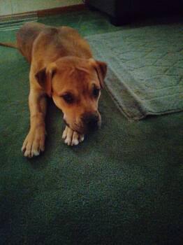 Labrador Retriever and Bullmastiff Dogs Available for Adoption - Mabiline | PetCurious