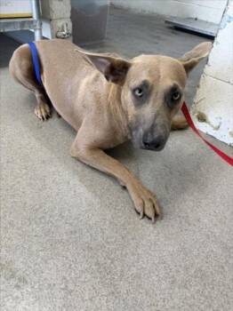 HIBISCUS -  Pit Bull Terrier and Mixed Breed Dog for Adoption in San Bernardino, California - HIBISCUS | PetCurious
