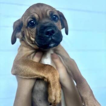 Gus -  Chihuahua and Pug Dog for Adoption in Sonoma, California - Gus | PetCurious
