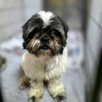 Glizzy -  Shih Tzu Dog for Adoption in Port Charlotte, Florida - Glizzy | PetCurious