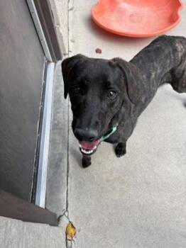 Tillie -  Hound Dog for Adoption in Steamboat Springs, Colorado - Tillie | PetCurious