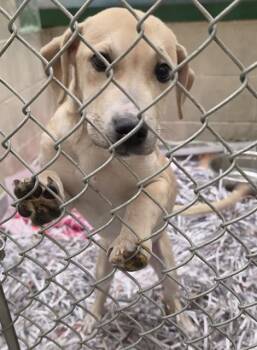 Labrador Retriever and Mixed Breed Dogs Available for Adoption in Anchorage, Alaska - MILES | PetCurious