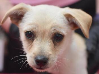 Terrier and Mixed Breed Dogs Available for Adoption in Portland, Oregon - Paul | PetCurious