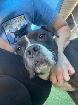 Rescue Pit Bull Terrier Dogs for Adoption in Eagle, Idaho - Royalite **Courtesy Post. Out Of Town Pet. See Below For Details | PetCurious