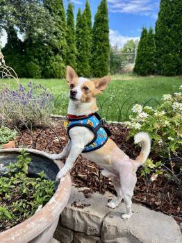 Roadie -  Chihuahua Dog for Adoption in Yakima, Washington - Roadie | PetCurious