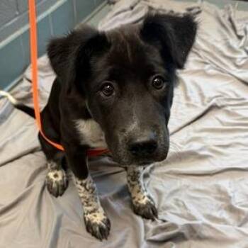 Gemini -  Border Collie and Mixed Breed Dog for Adoption in Nashville, Tennessee - Gemini | PetCurious