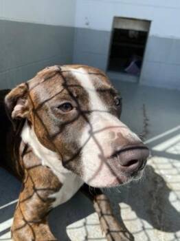 Bullmastiff and Mixed Breed Dogs Available for Adoption in Daytona Beach, Florida - Zodiac - 1 | PetCurious