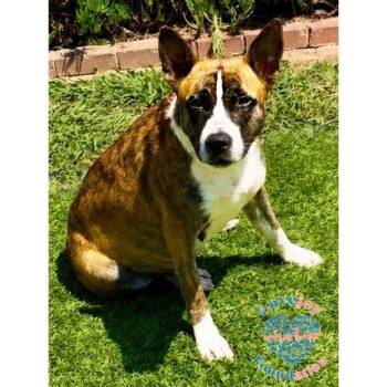 Liberty COH -  Pit Bull Terrier Dog for Adoption in Inglewood, California - Liberty COH | PetCurious