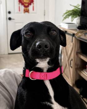 Jemma -  Black Labrador Retriever Dog for Adoption in Woodstock, Ontario - Jemma | PetCurious