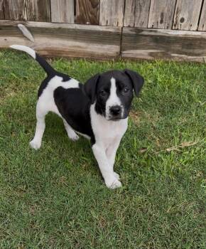 American Staffordshire Terrier Dogs Available for Adoption in Houston, Texas - Monty | PetCurious