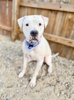 Mello -  Mixed Breed Dog for Adoption in Muskegon, Michigan - Mello | PetCurious