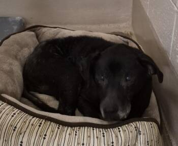 Vc 2c -  Labrador Retriever Dog for Adoption in Lawrenceville, Georgia - Vc 2c | PetCurious