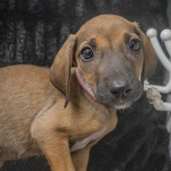 Churro -  Hound and Mixed Breed Dog for Adoption in Pawling, New York - Churro | PetCurious
