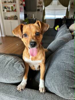 Dachshund and Chihuahua Dogs Available for Adoption in Houston, Texas - Penny | PetCurious