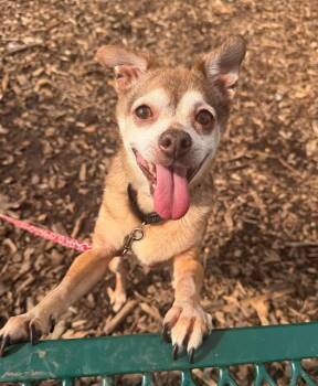 TEETER -  Chihuahua Dog for Adoption in Leesburg, Virginia - TEETER | PetCurious