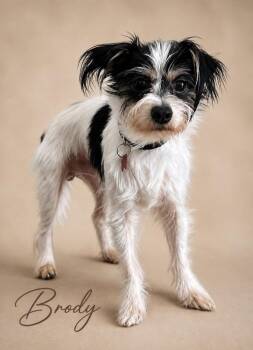 Brody -  Schnauzer and Terrier Dog for Adoption in Dalton, Georgia - Brody | PetCurious