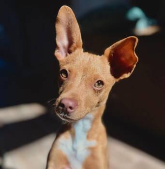 Chihuahua Dogs Available for Adoption - Ronald | PetCurious