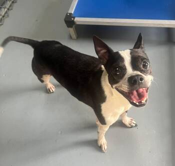 Rescue Boston Terrier Dogs for Adoption in Richmond, Virginia - Tux | PetCurious