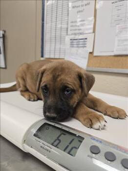 Rescue German Shepherd Dog and Siberian Husky Dogs for Adoption in Conroe, Texas - A421001 | PetCurious