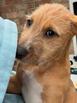 Rescue Labradoodle Dogs for Adoption in Gulf Breeze, Florida - Max | PetCurious