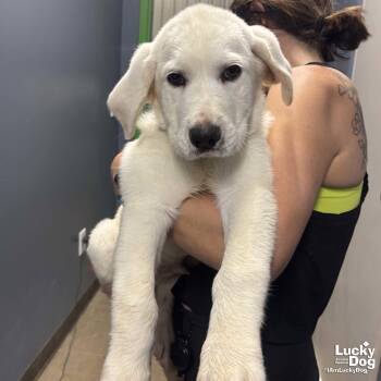 Retriever and Great Pyrenees Dogs Available for Adoption in Washington, District Of Columbia - Banjo | PetCurious